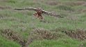 Marsh Harrier hunting (4)